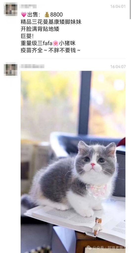 图片[1]-揭秘小猫咪活体抖音打粉项目，高客单价，每单利润 5000+ 认真坚持落地实操 轻松月入过万（篇一）-知赚网