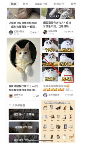 揭秘小猫咪活体小红书打粉项目，高客单价，每单利润 5000+ 认真坚持落地实操 轻松月入过万（篇二）-知赚网